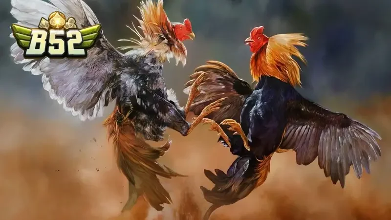 Thành viên có nhiều sự lựa chọn về sảnh cược